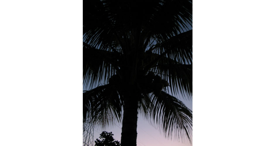 palm-silhouette